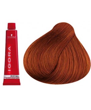 Coloration Igora Royal 6.77 - Schwarzkopf (60ml)