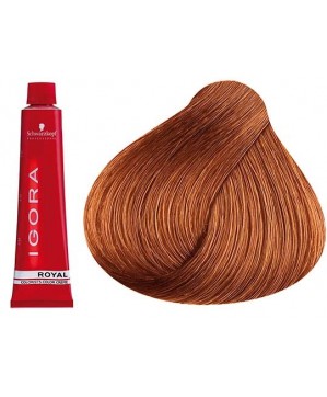 Coloration Igora Royal 7.77 - Schwarzkopf (60ml)