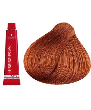 Coloration Igora Royal 8.77 - Schwarzkopf (60ml)